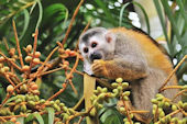 BurbaMonkey